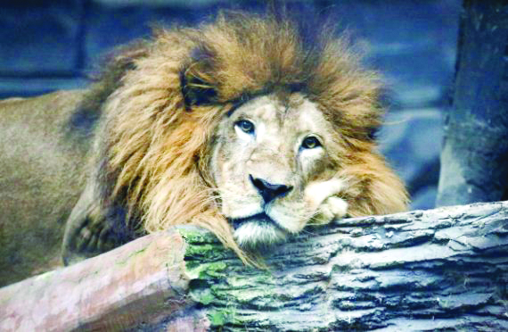 Raja, a 17-year-old African lion