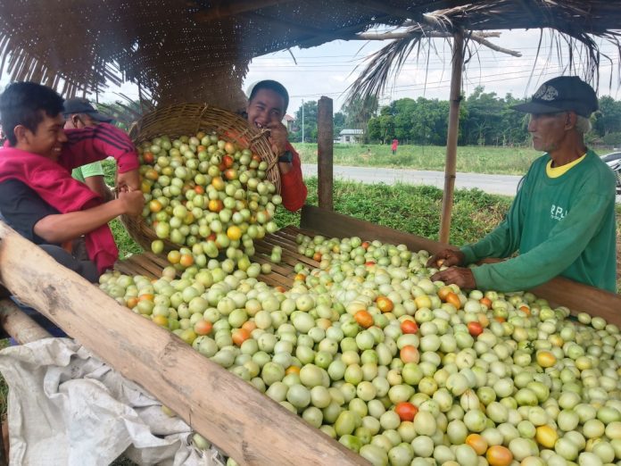 These farmers of Barangay Tigum in Pavia, Iloilo are happy to harvest fresh tomatoes.