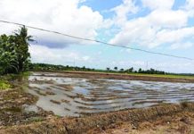 Antique to distribute 35K bags of certified rice seeds
