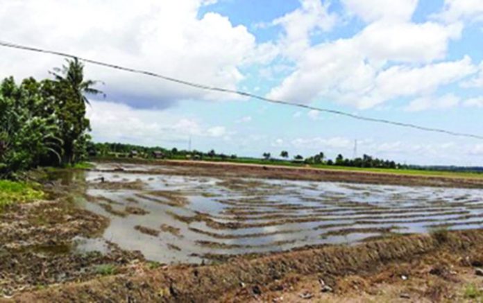 rice field