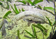 Sandfish: Expensive, endangered and ecologically essential