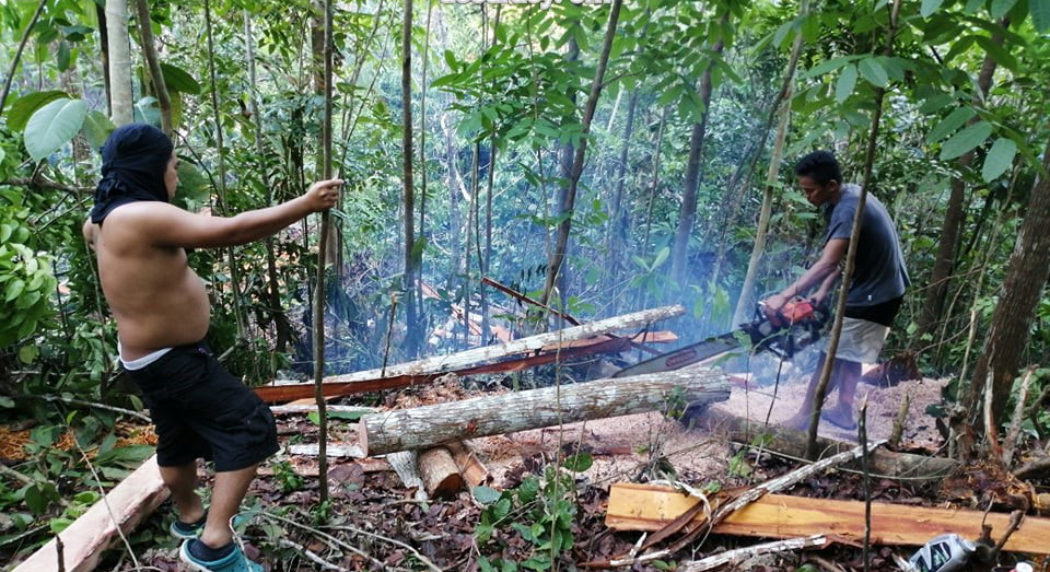 Illegal cutters caught redhanded inside a natural park in Iloilo