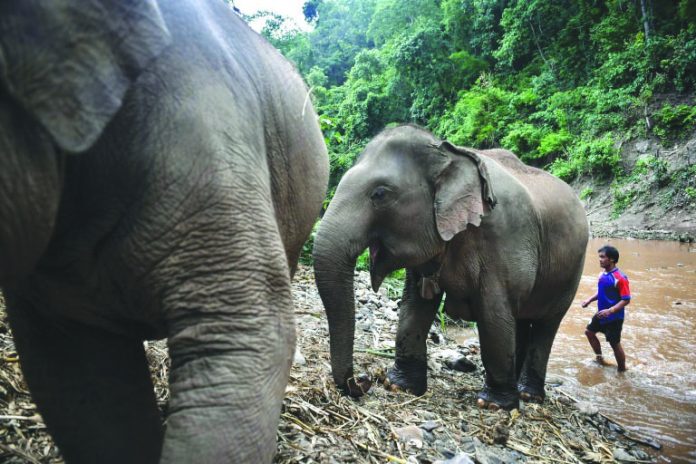 Elephants