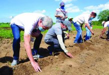 NegOcc, SRA launch sugarcane-rice intercropping system project