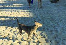 Malay offers rewards to ācatchersā of stray dogs, cats in Boracay A dog roams in the beaches of Boracay Island, Malay, Aklan in this undated photo. The municipal government is offering rewards to those who will capture stray dogs and cats in Boracay.