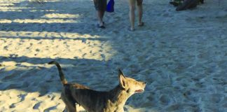 A dog roams in the beaches of Boracay Island, Malay, Aklan in this undated photo. The municipal government is offering rewards to those who will capture stray dogs and cats in Boracay.