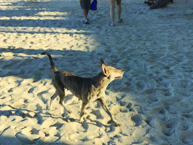 A dog roams in the beaches of Boracay Island, Malay, Aklan in this undated photo. The municipal government is offering rewards to those who will capture stray dogs and cats in Boracay.