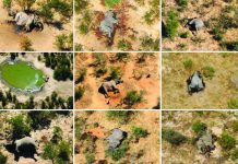 Botswana investigates mystery deaths of elephants
