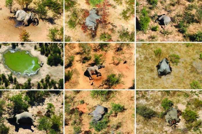 Dead elephants in Okavango Delta, Botswana