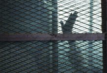 COVID-19 stalks Egypt’s prisons amid news blackout In this Aug. 22, 2015 file photo, a Muslim Brotherhood member waves his hand from a defendants cage in a courtroom in Torah prison, southern Cairo, Egypt. AP