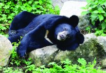 South Korea’s moon bears slaughtered for medicine Slaughtering bears for their bile is legal in South Korea. KOREA NATIONAL PARK SERVICE