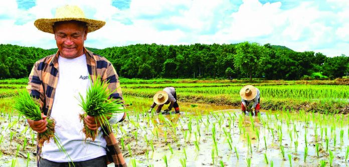 Rice farmers