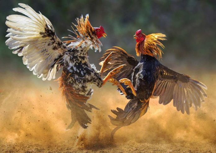 cockfighting. PNC News First