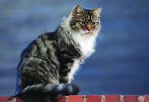 UK pet cat tests positive for COVID-19 A pet cat in UK has tested positive for the coronavirus, health officials said Monday. PA IMAGES