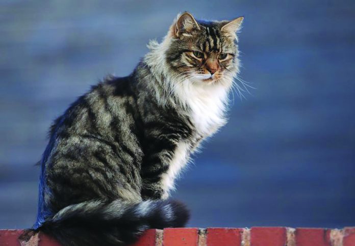 pet cat test positive for covid19. PA Images A pet cat in UK has tested positive for the coronavirus, health officials said Monday. PA IMAGES