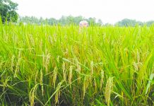 Farmers to receive fertilizer vouchers to boost rice yields