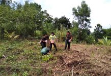 Youth organizations hold tree planting activity in Cuartero Members of a youth organization plant fruit seedlings in Barangay Agdahon, Cuartero, Capiz on Aug. 15. Panalingsing: A Tree Planting Project was held to support the province’s 1M Kahoy Project. CAPENRO