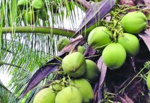 The Philippine coconut fiber has a potential market in Switzerland, Swiss Ambassador to the Philippines Alain Gaschen said on Monday. PCA