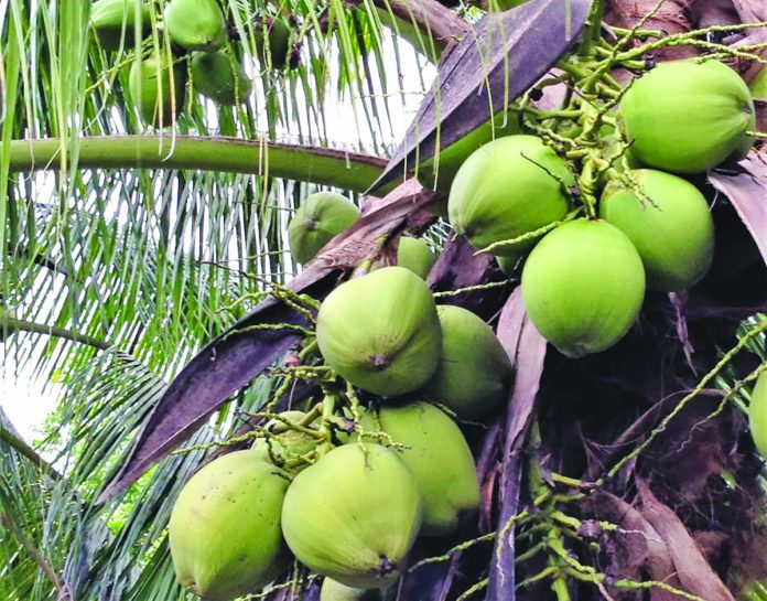 The Philippine coconut fiber has a potential market in Switzerland, Swiss Ambassador to the Philippines Alain Gaschen said on Monday. PCA