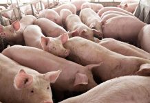 W. Visayas retains ASF-free status These pigs are being raised in a farm. All the provinces in Western Visayas remain free from African swine fever, according to the Department of Agriculture. BUSINESSWORLD