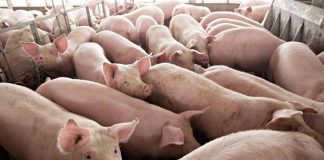 These pigs are being raised in a farm. All the provinces in Western Visayas remain free from African swine fever, according to the Department of Agriculture. BUSINESSWORLD