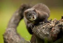Coronavirus infects mink in Utah