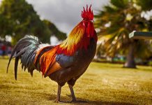 ‘Rooster-stealing’ man lands in jail CC0 Public Domain