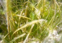 Captured the newly discovered Halophila spinulosa seagrass at Sitio Tambisaan, Manoc-manoc, Malay, Aklan. Photo by Dagatnon Environmental Consulting Services