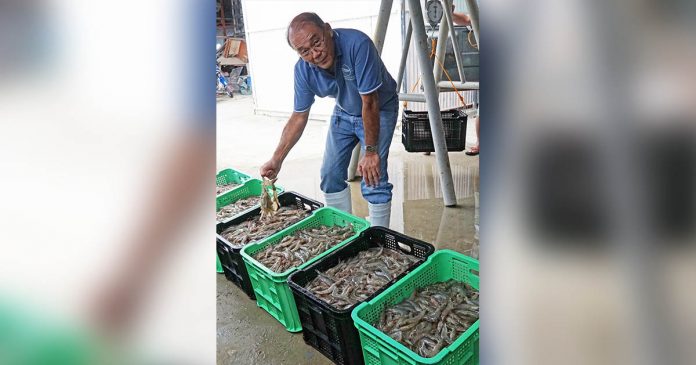 Victor Emmanuel Estilo, station head of the Dumangas Brackishwater Station of the Southeast Asian Fisheries Development Center Aquaculture Department, shows crates of whiteleg shrimp harvested from biofloc ponds. Photo by RD Dianala