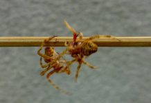Two fighting spiders. Kguirnela