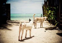 Malay agri office ramps up stray dog rescue efforts Fifteen stray dogs are regularly transported from Boracay Island to the sanitary landfill in a dog pound Malay town in Aklan every three days, according to municipal agriculturist Municipal Agriculturist Office. BORACAY ANIMAL WELFARE/FB