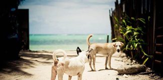 Fifteen stray dogs are regularly transported from Boracay Island to the sanitary landfill in a dog pound Malay town in Aklan every three days, according to municipal agriculturist Municipal Agriculturist Office. BORACAY ANIMAL WELFARE/FB