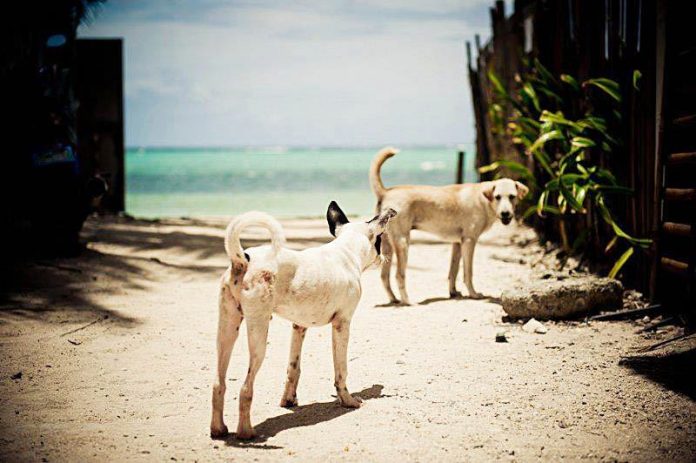 Stray Dogs Fifteen stray dogs are regularly transported from Boracay Island to the sanitary landfill in a dog pound Malay town in Aklan every three days, according to municipal agriculturist Municipal Agriculturist Office. BORACAY ANIMAL WELFARE/FB