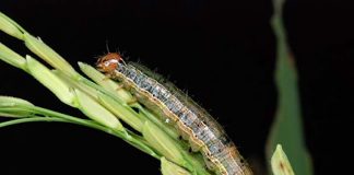 ArmyWorm. Rice Knowledge Bank - International Rice Research Institute