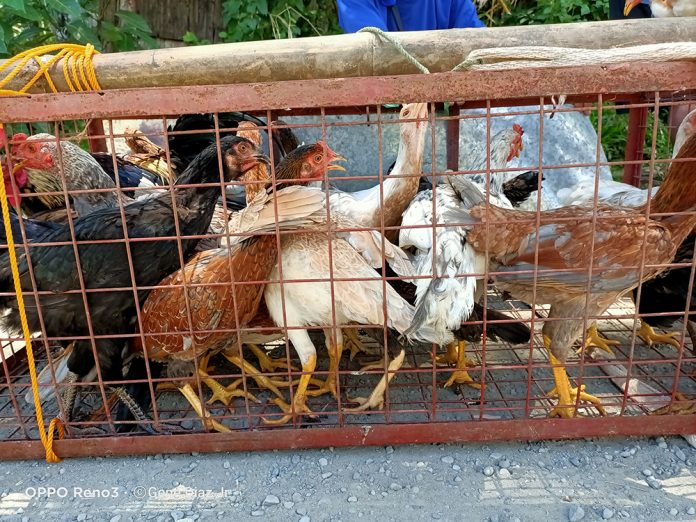 The Department of Agriculture Special Area for Agricultural Development Program completed the distribution of P1.34 million worth of free-range native chicken stocks to 24 farmers associations in Western Visayas. PHOTO COURTESY OF GENE DIAZ