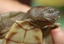 A turtle with a permanent smile was brought back from extinction In a photo provided by Myo Min Win, a Burmese roofed turtle hatchling. Females are significantly larger than the males, while the males turn bright colors during breeding season. Myo Min Win, WCS Myanmar via The New York Times