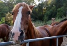 Man nabbed for horse mutilation in France Dozens of horses have been killed or maimed this year. The latest attack occurred south of Dijon on Sunday. BBC