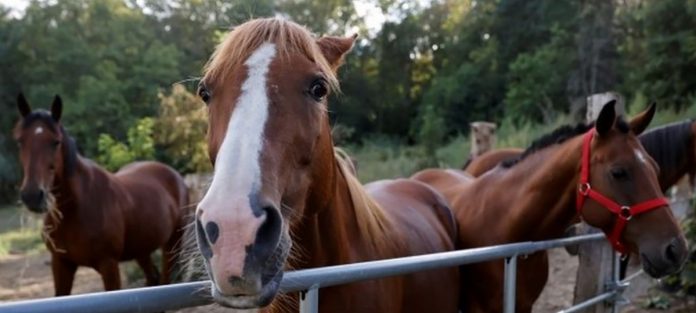 HorseAttacks Dozens of horses have been killed or maimed this year. The latest attack occurred south of Dijon on Sunday. BBC