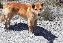 Rare ‘singing’ dog, thought to be extinct in wild for 50 years, still thrives