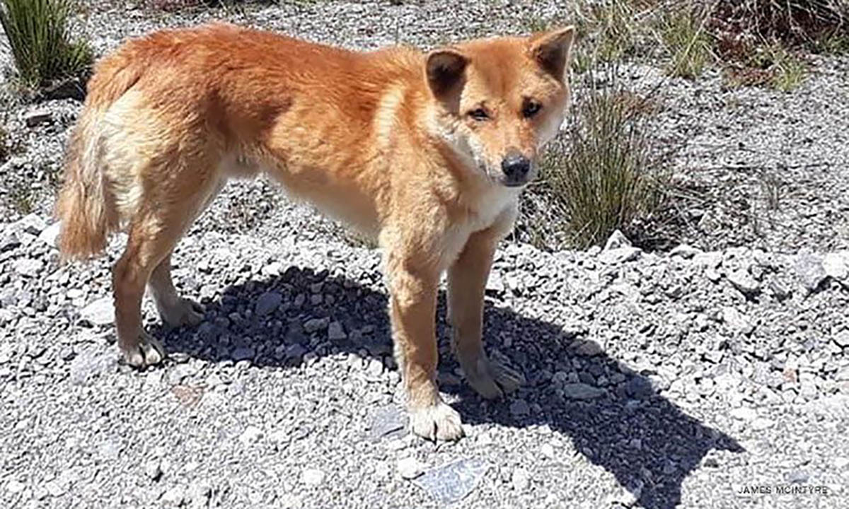 Rare 'singing' dog, thought to be extinct in wild for 50 years, still