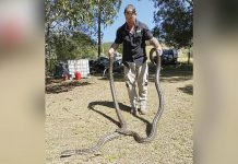 2 pythons weighing 100 pounds collapse ceiling Snake catcher Steven Brown handles two python snakes at a home in Laceys Creek, Australia, Monday, Aug. 31, 2020. STEVEN BROWN/VIA AP