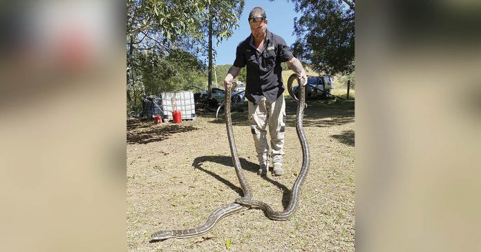 2 pythons weighing 100 pounds collapse ceiling