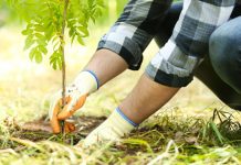 Province rallies communities to expand forests from current 18% Photo courtesy of Logistics of Things - DHL