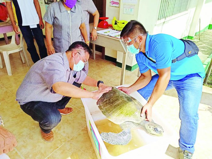 Turtle DENR CENRO Bago City staff assists and checks the wound on the hind part of the turned over Olive ridley sea turtle.
