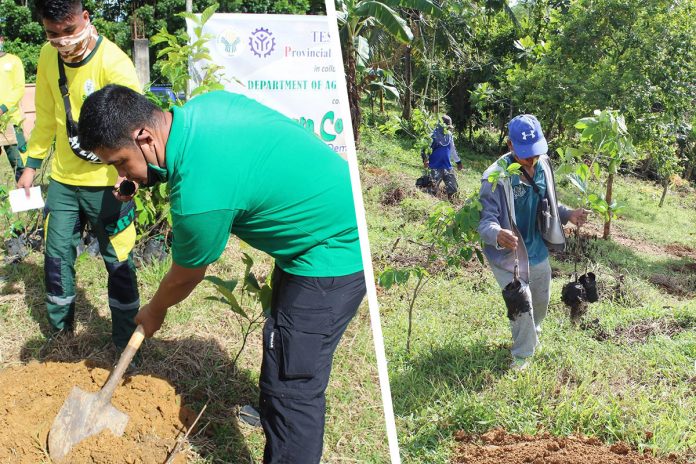 A total of 1,200 robusta coffee seedlings were planted in the 1.5-hectare demo farm of TESDA Capiz PTC that will serve as the learning site for robusta coffee production in the province. PHOTOS COURTESY OF DA-RAFID RFO VI/FB