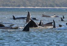 A pod of whales stranded on a sandbar in Macquarie Harbour, Tasmania on Sept. 21. AFP VIA GETTY IMAGES