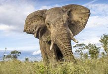 Zimbabwe bans mining in all its national parks Hwange National Park is home to more than 40,000 elephants and numerous other species. GETTY