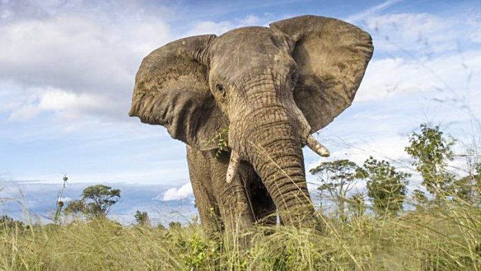 Hwange National Park is home to more than 40,000 elephants and numerous other species. GETTY