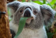 Australian leader threatens to fire ministers over koalas Thousands of koalas died during wildfires in the last South Hemisphere summer and much of their habitat in New South Wales was razed. BBC