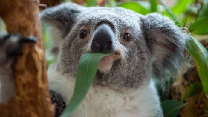 Koala Thousands of koalas died during wildfires in the last South Hemisphere summer and much of their habitat in New South Wales was razed. BBC